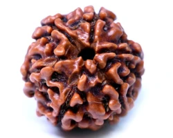 6 Mukhi